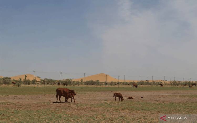 Kubuqi, Keajaiban Oasis di Tengah Padang Pasir