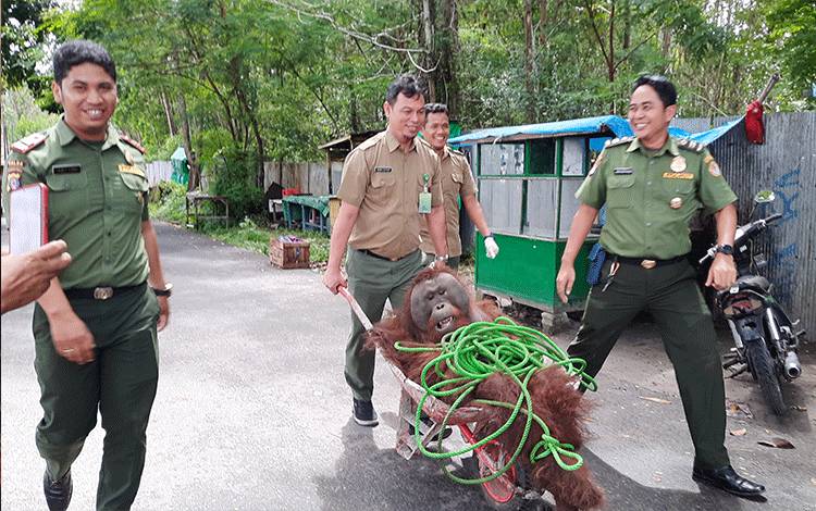Sempat Kabur dari Kandang Transit SKW II Pangkalan Bun, Orangutan Berhasil Ditangkap Kembali