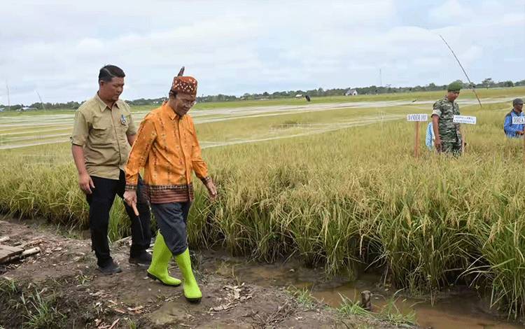 Plt Bupati Kapuas: Food Estate Punya Peran Penting Bangun SDM