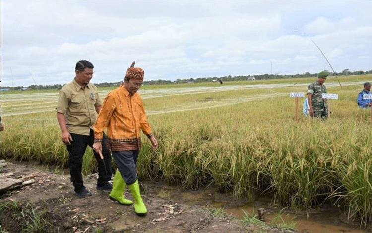 Pemkab Kapuas masih Prioritaskan Pengembangan Food Estate