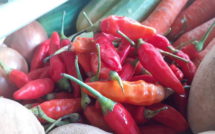 Jelang Idul Adha, Harga Cabe Rawit Merah Terus Meningkat?