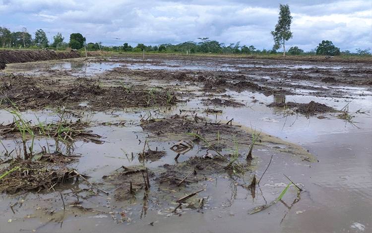 Demfarm Talio Hulu Tunjukan Potensi Pertanian di Lahan Gambut