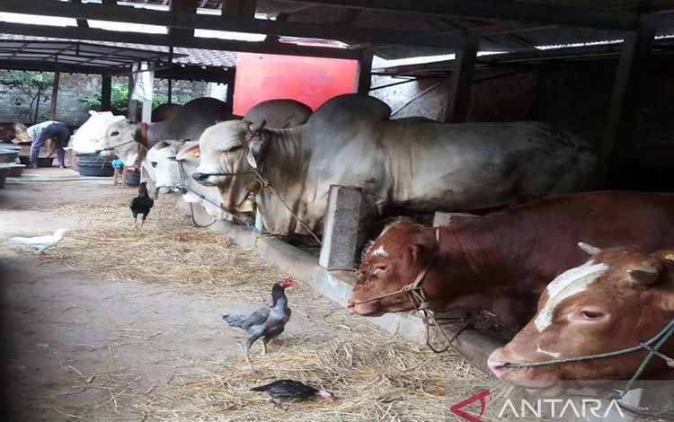 Ketua MPR Minta Pemerintah Jaga Harga Hewan Kurban Jelang Idul Adha