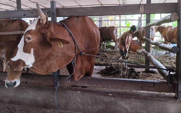 Pedagang Lokal Keluhkan Oplosan Daging Sapi Beku