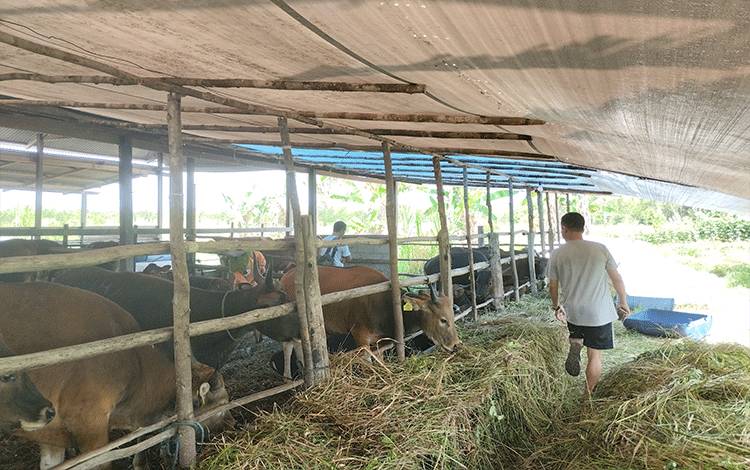 Sudah 70 Ekor Sapi Kurban yang Terdaftar di RPH