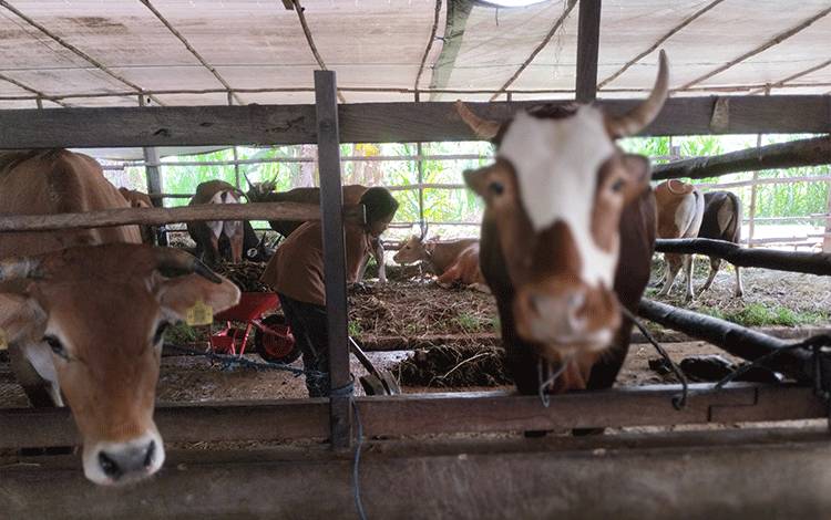Pagi Ini Tim Kesehatan DPKP Lakukan Pemeriksaan Hewan Kurban