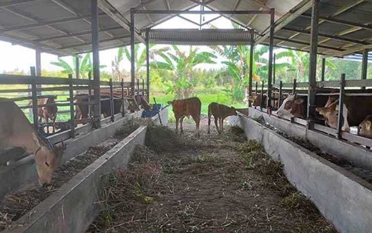 Hewan Kurban di Palangka Raya Aman, Stok Sapi Ada 1.150 Ekor