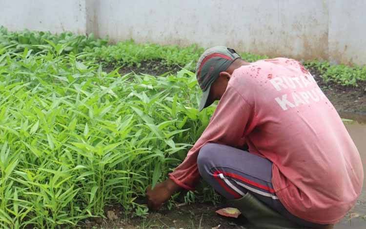 Lagi, Rutan Kapuas Panen Sayuran Hasil Pembinaan Kemandirian WBP
