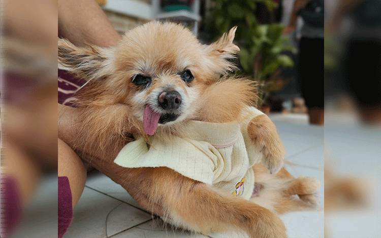 Kasus Rabies pada Manusia Kembali Terjadi di Kalteng