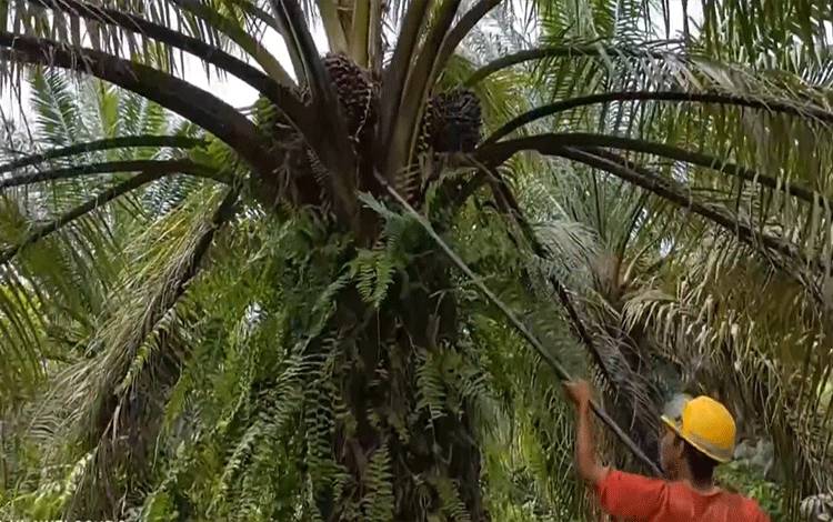 BPDPKS Dukung Riset Berbagai Bidang Penyokong Perkebunan Kelapa Sawit