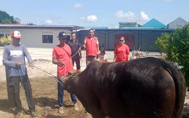Iduladha 1444 Hijriah, PDIP Kalteng Kurbankan 2 Ekor Sapi