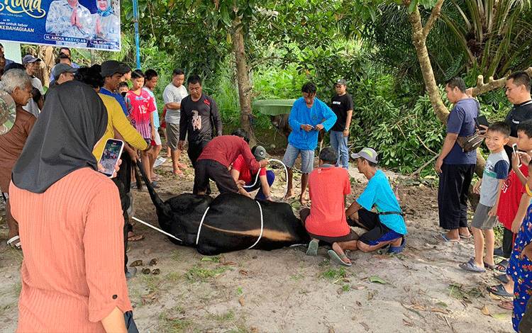 Monica Putri Rasyid Bagikan 3000 Paket Daging Kurban?