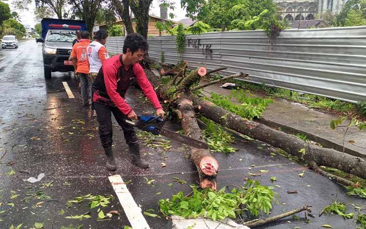 BPBD Tebang Pohon Tumbang Yang Menutup Akses Jalan