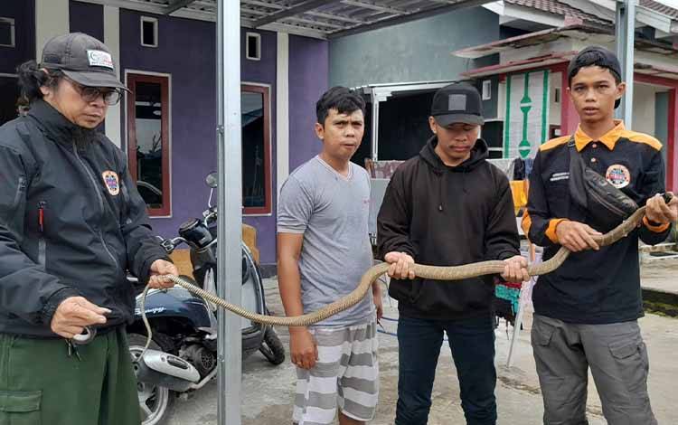 King Kobra Sembunyi di Belakang Gitar Berhasil Diamankan ERP