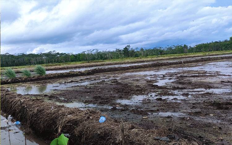 Wagub Kalteng Harap Peningkatan Program Food Estate  ?