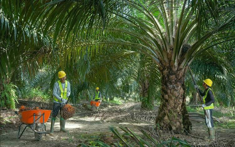 Ini Upaya PT SSMS Tbk Memperkuat Ketertelusuran Rantai Pasok Melalui Integrasi Sertifikasi RSPO & ISPO