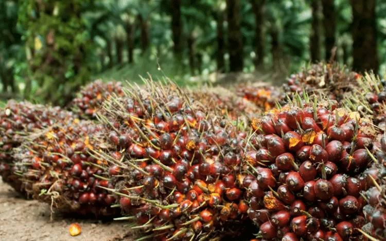 GAPKI Kalteng Sayangkan Perusakan Aset Perusahaan dan Pemerintah Oleh Oknum Masyarakat di PT?BJAP 3