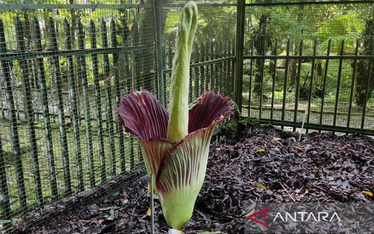 Bunga Bangkai Raksasa Mekar di Kebun Raya Cibodas
