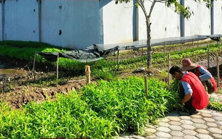 WBP Rutan Kapuas Lakukan Perawatan Kebun Sayur