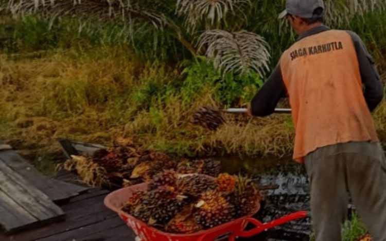 Distan Kobar Sosialisasikan Aturan Pemerintah RI, 2025 Perkebunan Kelapa Sawit Mandiri Juga Wajib Memiliki Sertifikasi ISPO