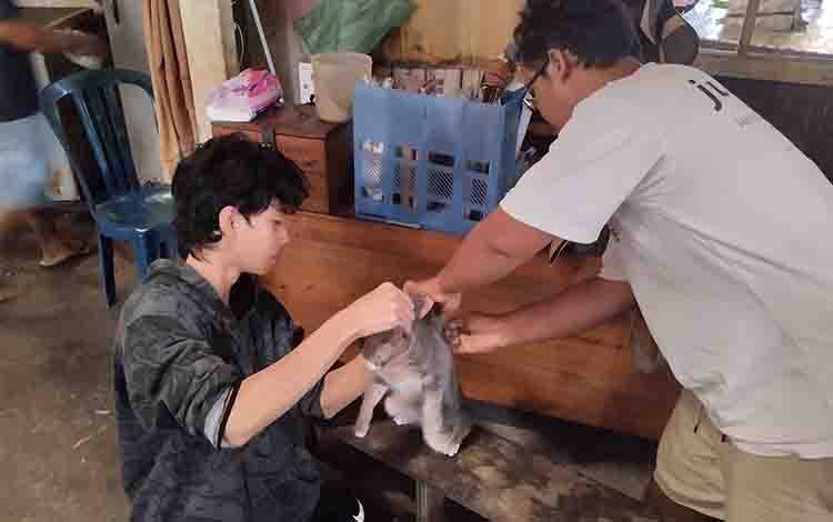 Kasus Gigitan Kucing Rabies Terjadi di Palangka Raya