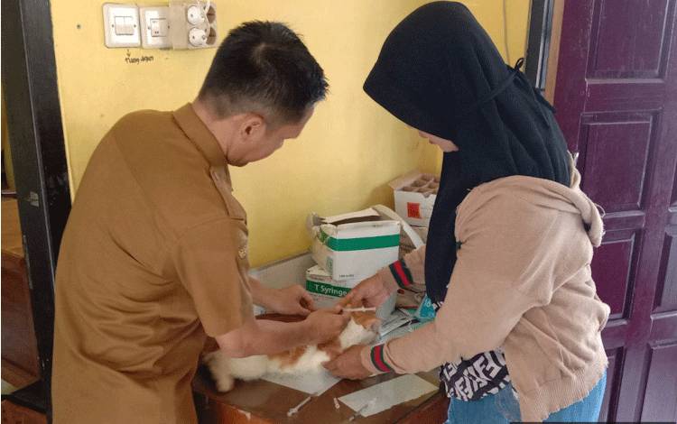 Ini Sebabnya Kasus Gigitan Kucing Suspect Rabies, Belum Terjadi di Kabupaten Kobar