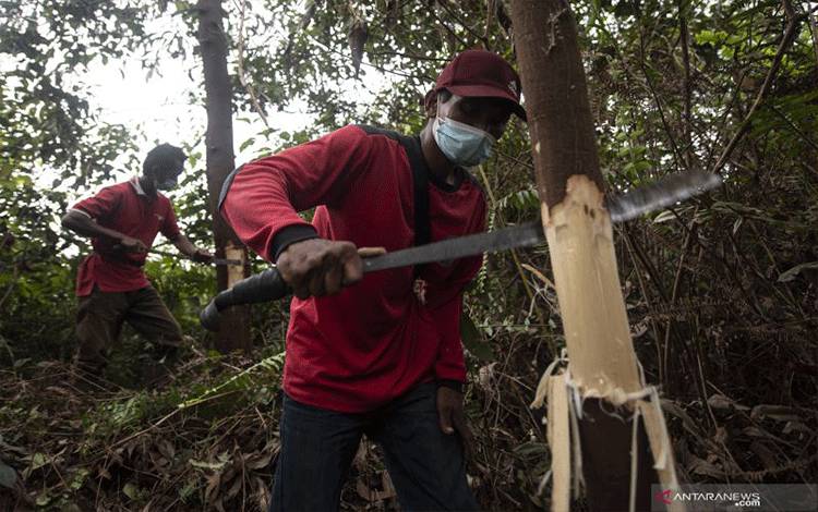 RI, Malaysia, Uni Eropa Bentuk Gugus Tugas Aturan Deforestasi