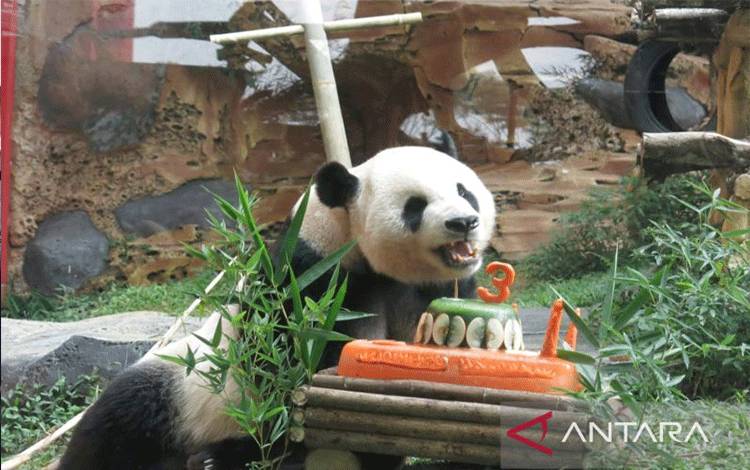 Taman Safari Kawinkan Dua Panda Raksasa Asal China