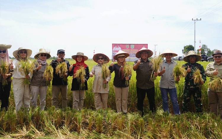 Wagub Kalteng Ikut Panen Perdana Padi Varietas IR 42/PB-41