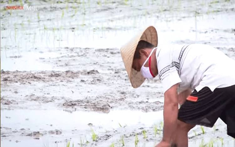 Wagub Kalteng: Food Estate Pulang Pisau masih Terus Berkembang