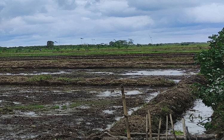BPS Catat Peningkatan Produksi Padi Kabupaten Pulang Pisau