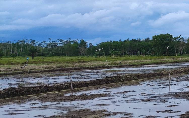 Siasati El Nino dengan Padi Varietas Tahan Kering