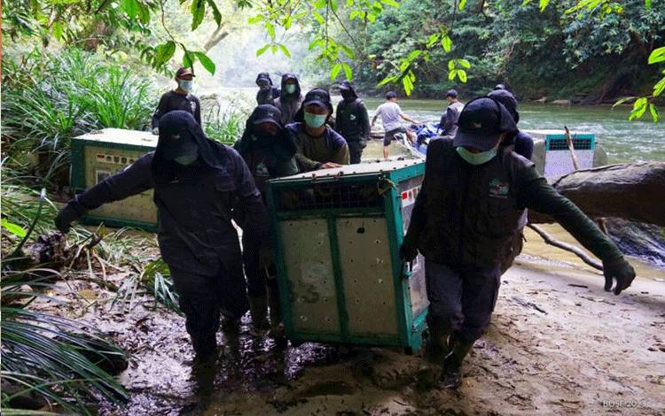Yayasan BOS Kampanyekan Merdeka bagi Orangutan