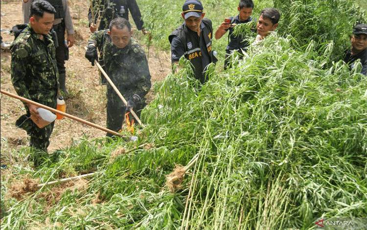 BNN Musnahkan 1,2 Hektare Ladang Ganja Hasil Temuan Pesawat Tanpa Awak BRIN