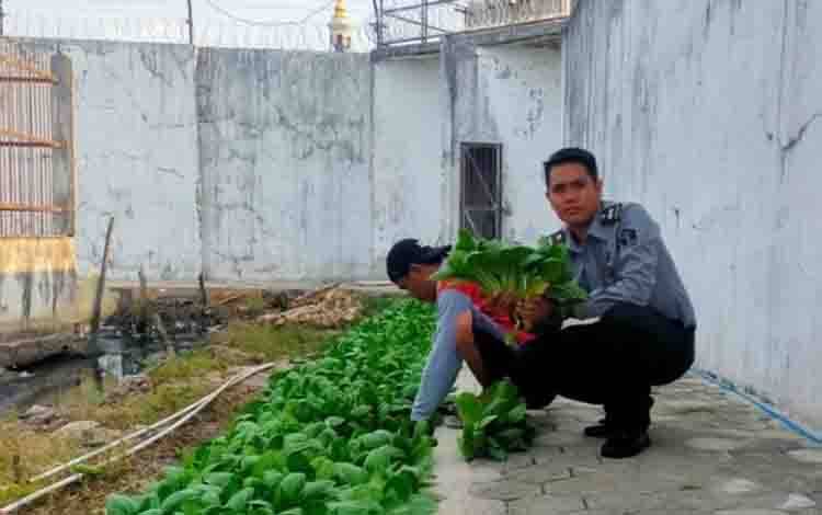 Hasil Pembinaan Kemandirian Bagi WBP, Rutan Kuala Kapuas Panen Sayur Pakcoy
