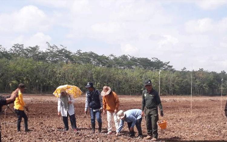 Tanam Perdana Jagung dan Singkong di Desa Anjir Kalampan untuk Dukung Ketahanan Pangan