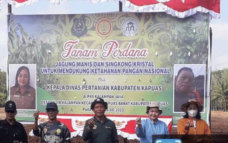 Tanam Perdana Jagung dan Singkong di Desa Anjir Kalampan Diharapkan Jadi Contoh dan Motivasi Masyarakat