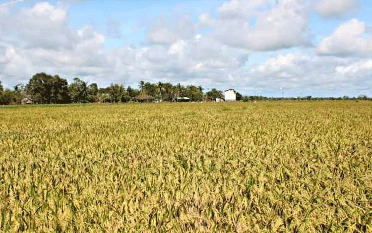 Hasil Pertanian Food Estate Pulang Pisau Melimpah