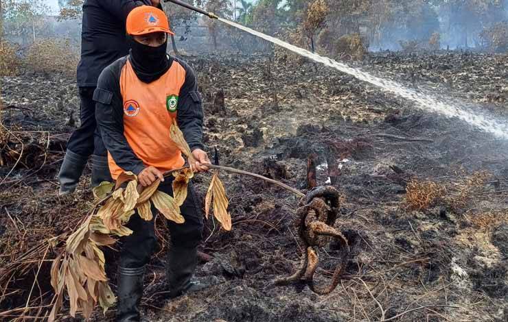 BMKG: Potensi Karhutla Kotim Mengalami Penurunan