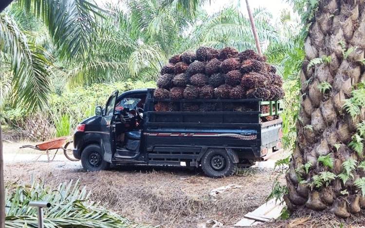Sosialisasikan Minyak Makan Merah BPDPKS Promosikan Kebaikan Sawit