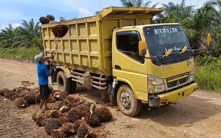 Ini Manfaat Kesehatan dan Cara Penyajian Minyak Makan Merah