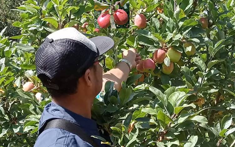 Agrowisata Petik Apel Dongkrak Perekonomian Masyarakat
