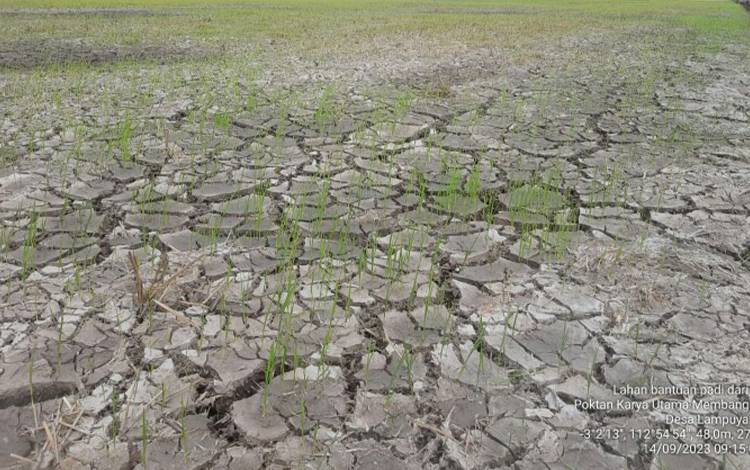 Sawah Petani Teluk Sampit Alami Kekeringan