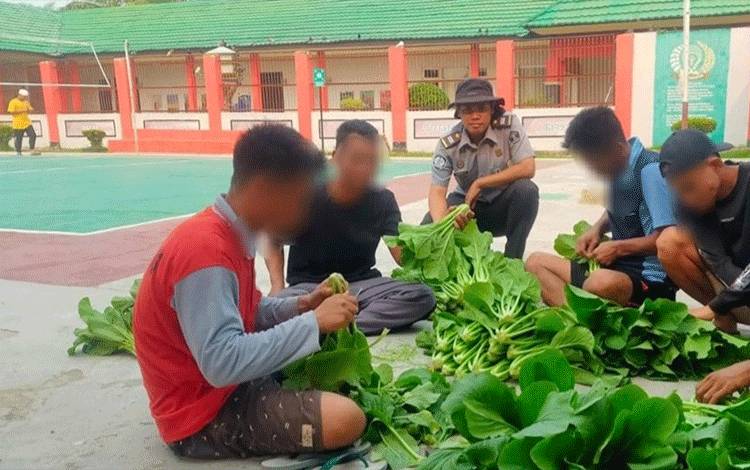 WBP Rutan Kapuas Panen Sayur Sawi Hasil Olah Lahan
