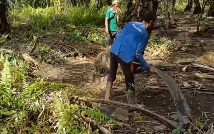 Pemuliaan Tanaman Kelapa Sawit Dikembangkan untuk Hasilkan Bibit Unggul