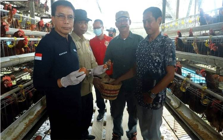 Pj Bupati Murung Raya Panen Perdana Ayam Pedaging dan Ayam Petelur