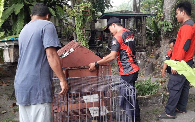 Tim Rescue DPKP Evakuasi Anak Kera Ekor Panjang di Perumahan Dosen UPR