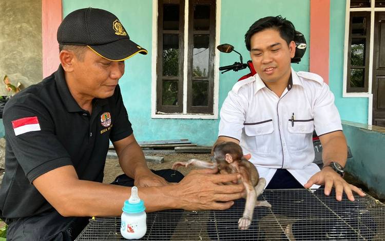 Seekor Bayi Bekantan Terpisah dari Induknya Akibat Terkepung Karhutla