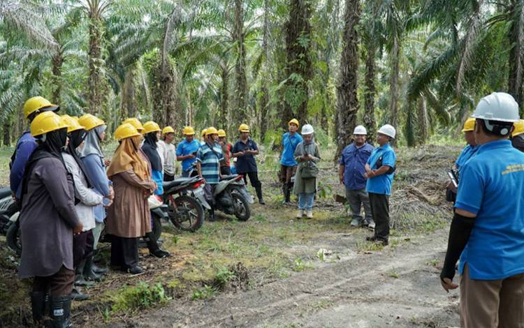 191 Pekebun Swadaya Binaan PT SSMS Tbk Disertifikasi RSPO