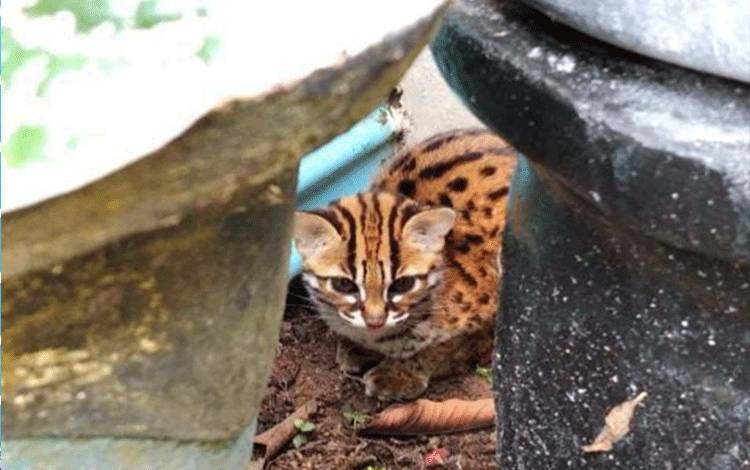 Relawan "Bertarung" dengan Predator Puncak Kalimantan